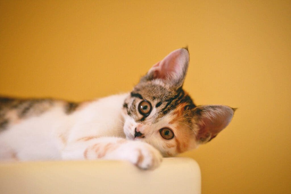 Cat Laying Down