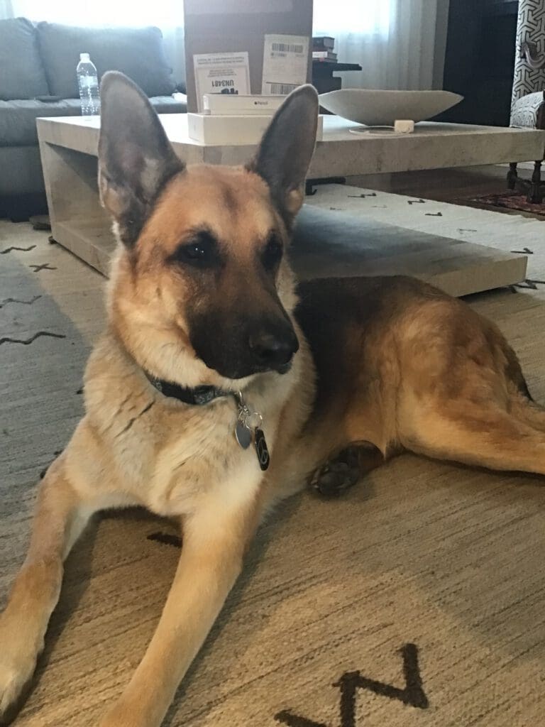 German Shepherd Dog laying down