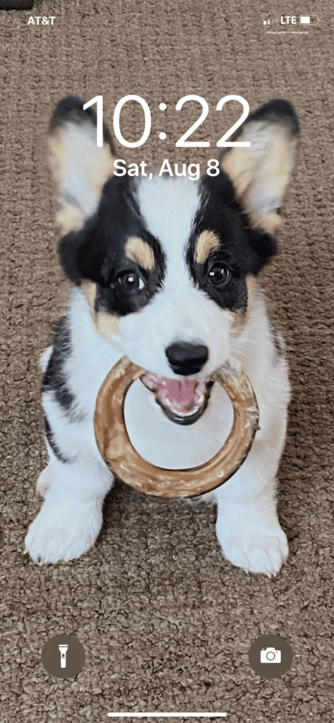 Black, white, and tan puppy with dog toy