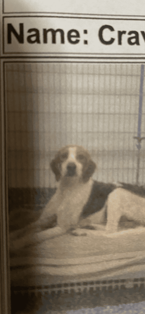 Dog Resting