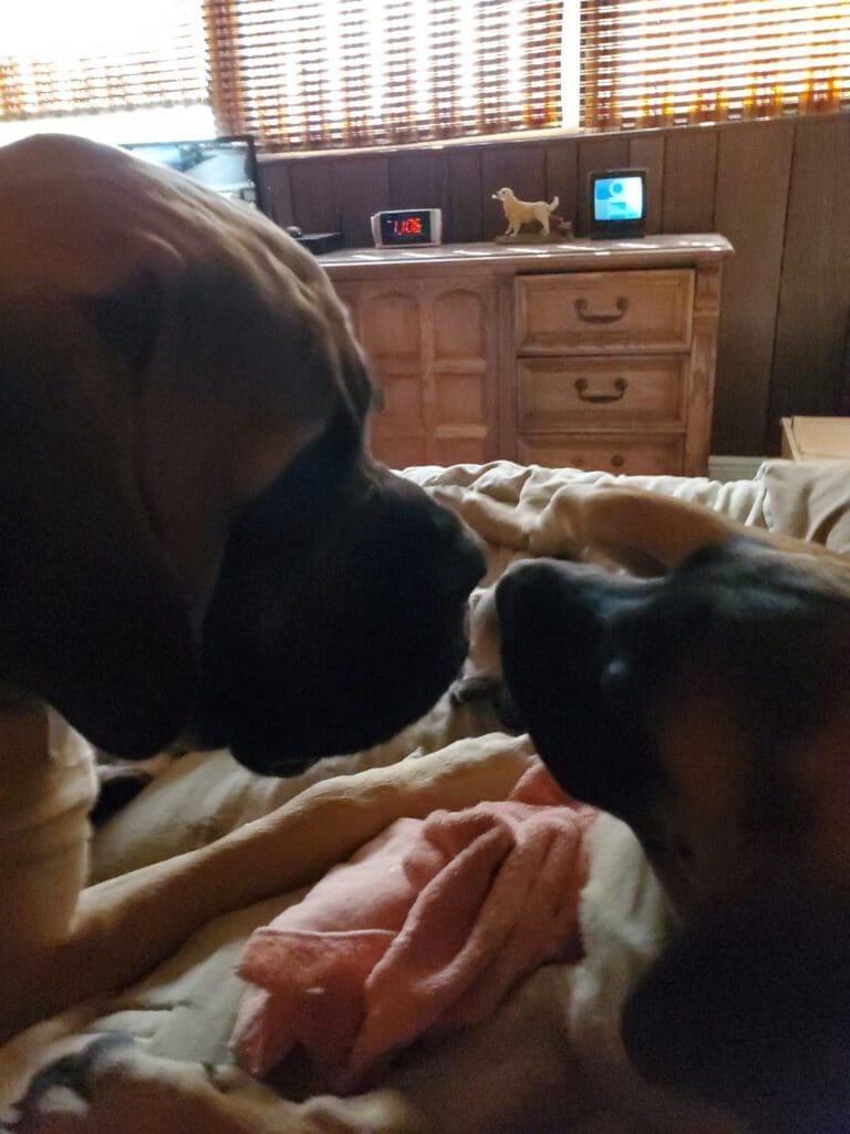 Dogs on bed
