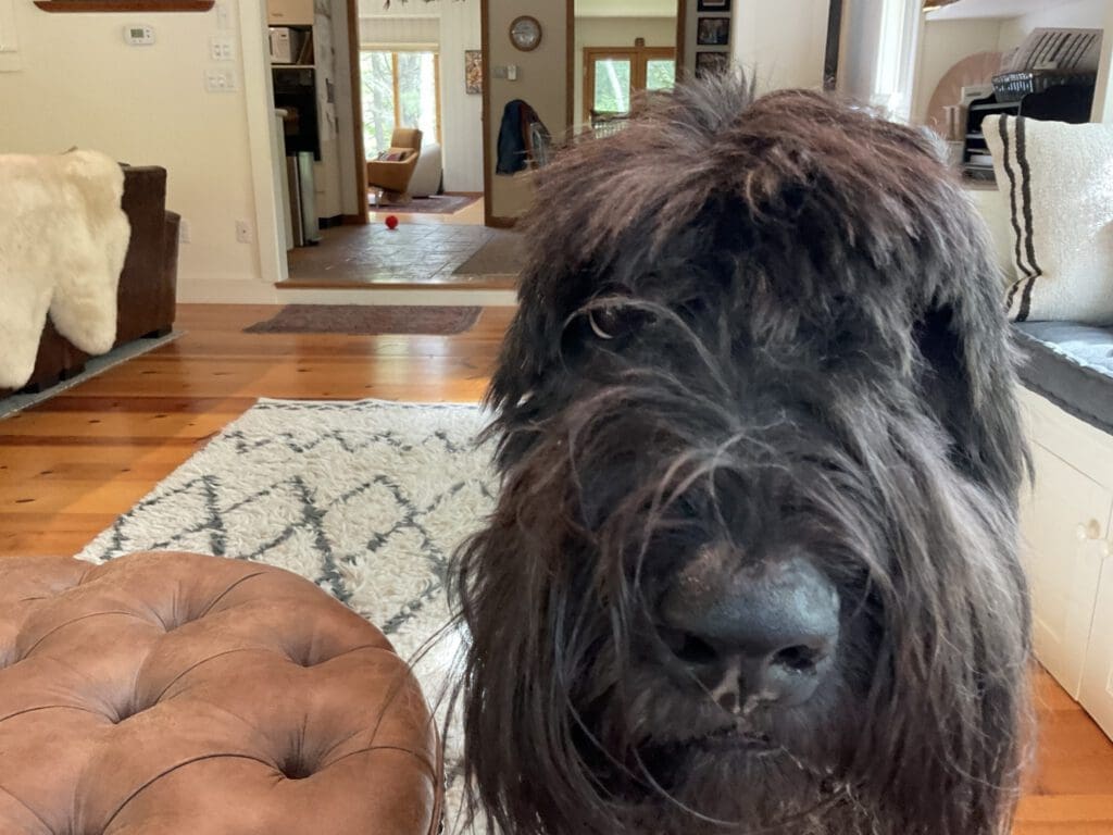 Dog in living room