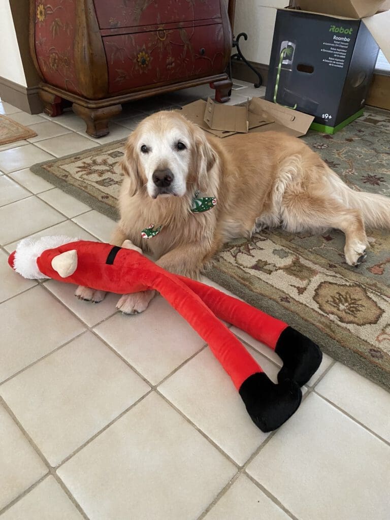 Dog with Red Toy