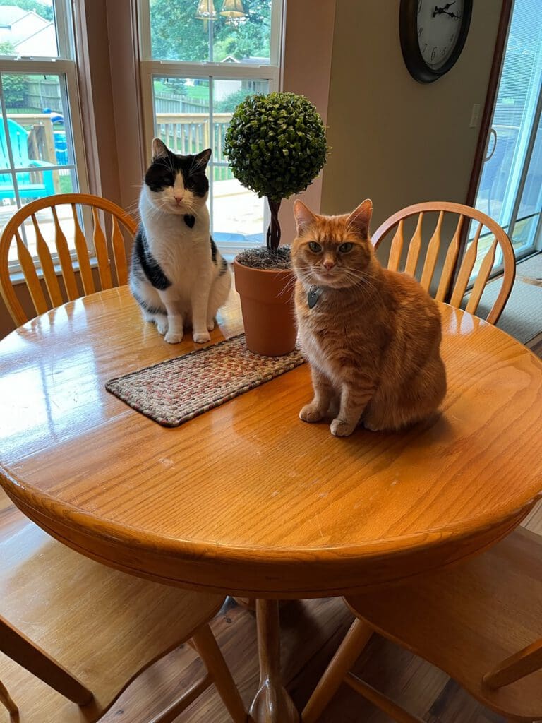 Cats on a table