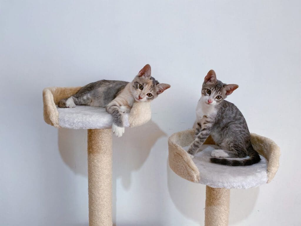 Two adorable kittens relaxing on cozy cat trees indoors, perfect for pet enthusiasts.